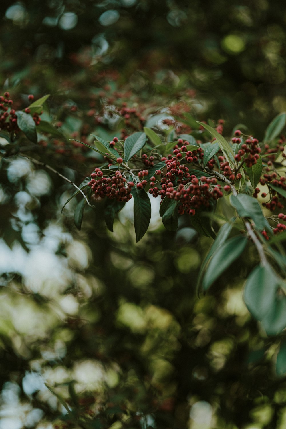 a bunch of berries hanging from a tree