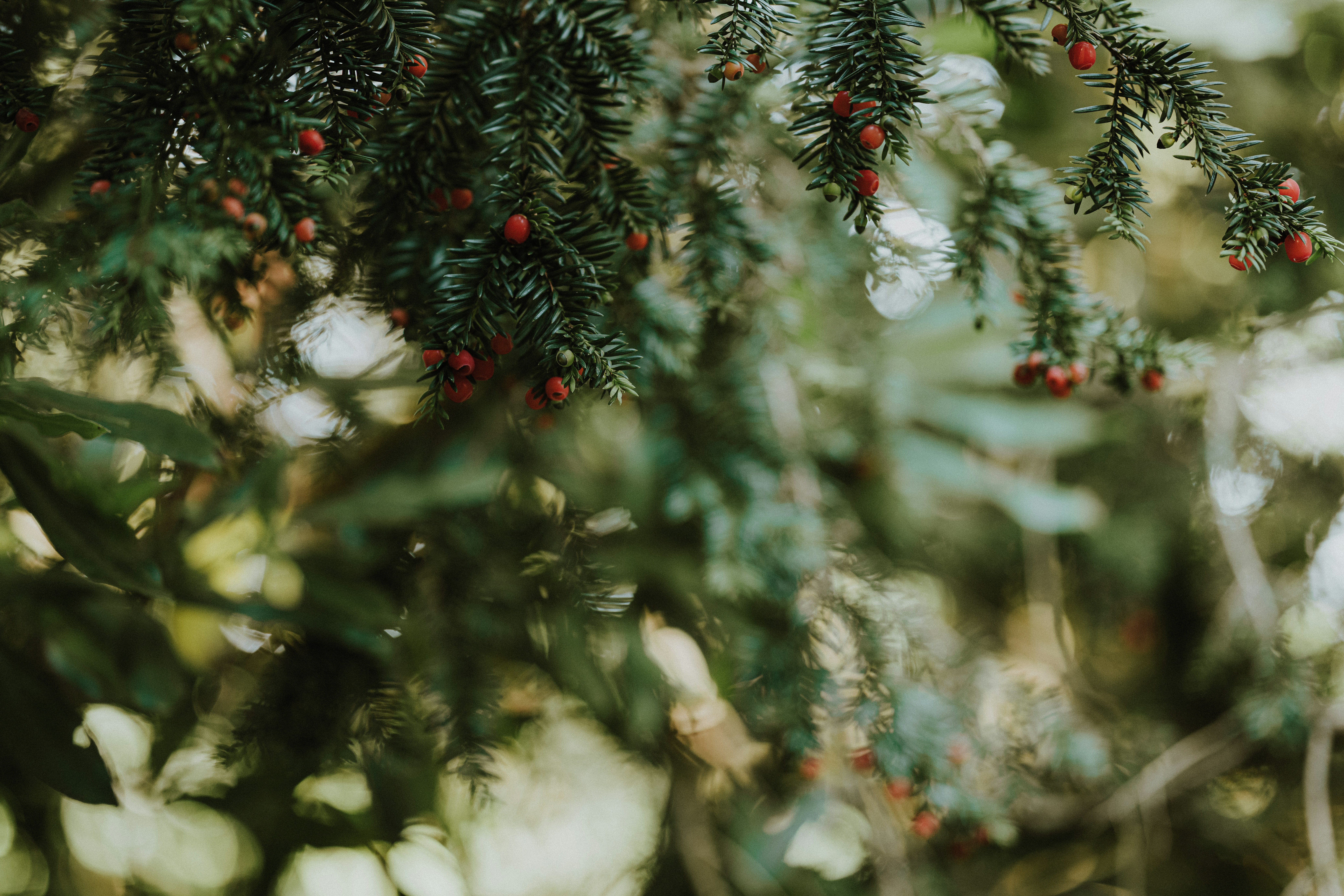 Photo by anniespratt