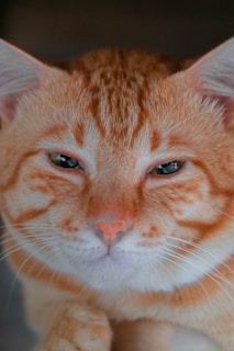 A ginger cat mid-pounce, caught in action with ears perked and eyes wide open