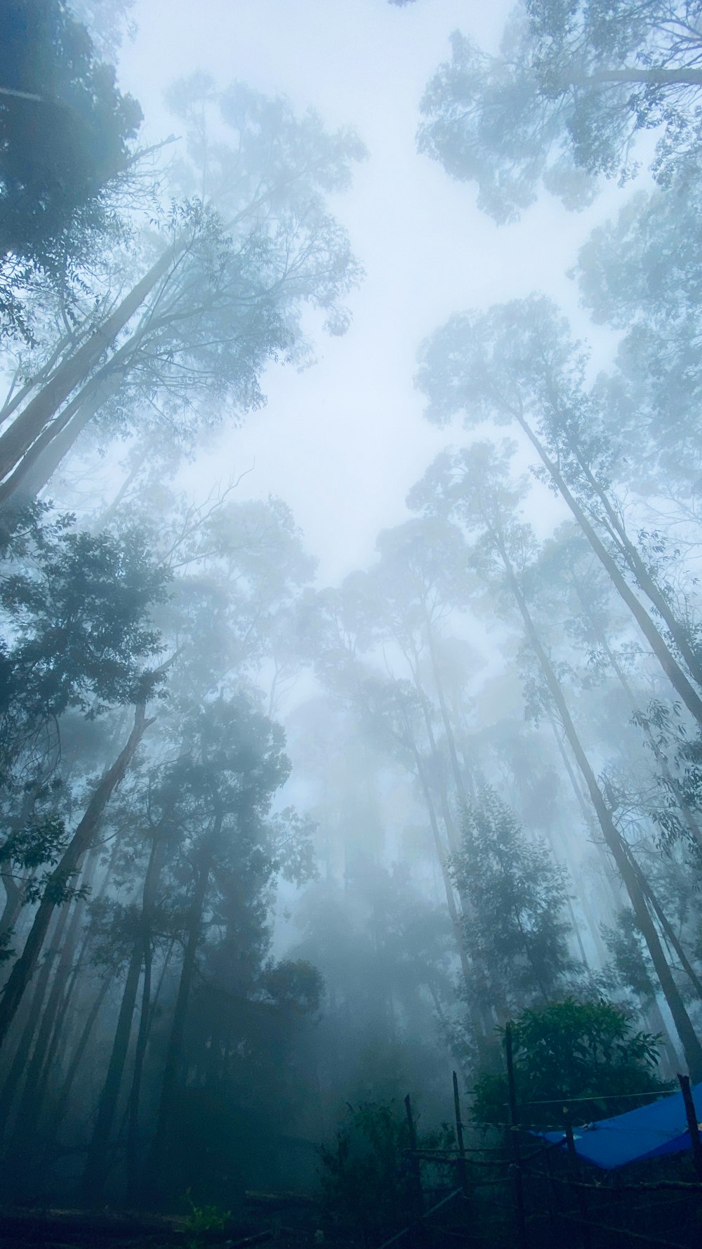 a forest filled with lots of tall trees