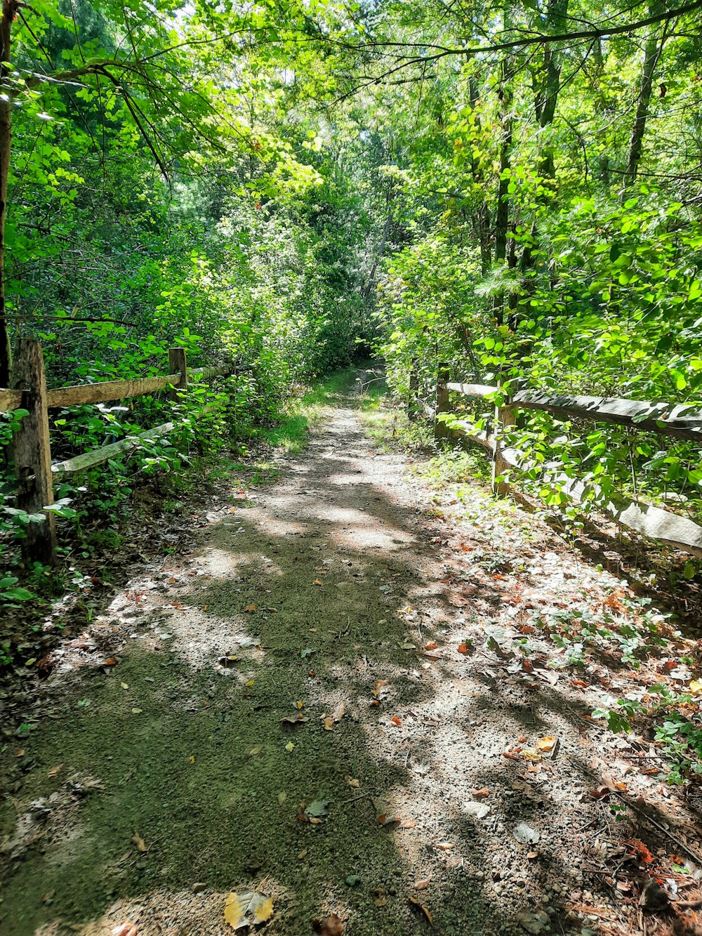 Una strada sterrata in mezzo a un bosco