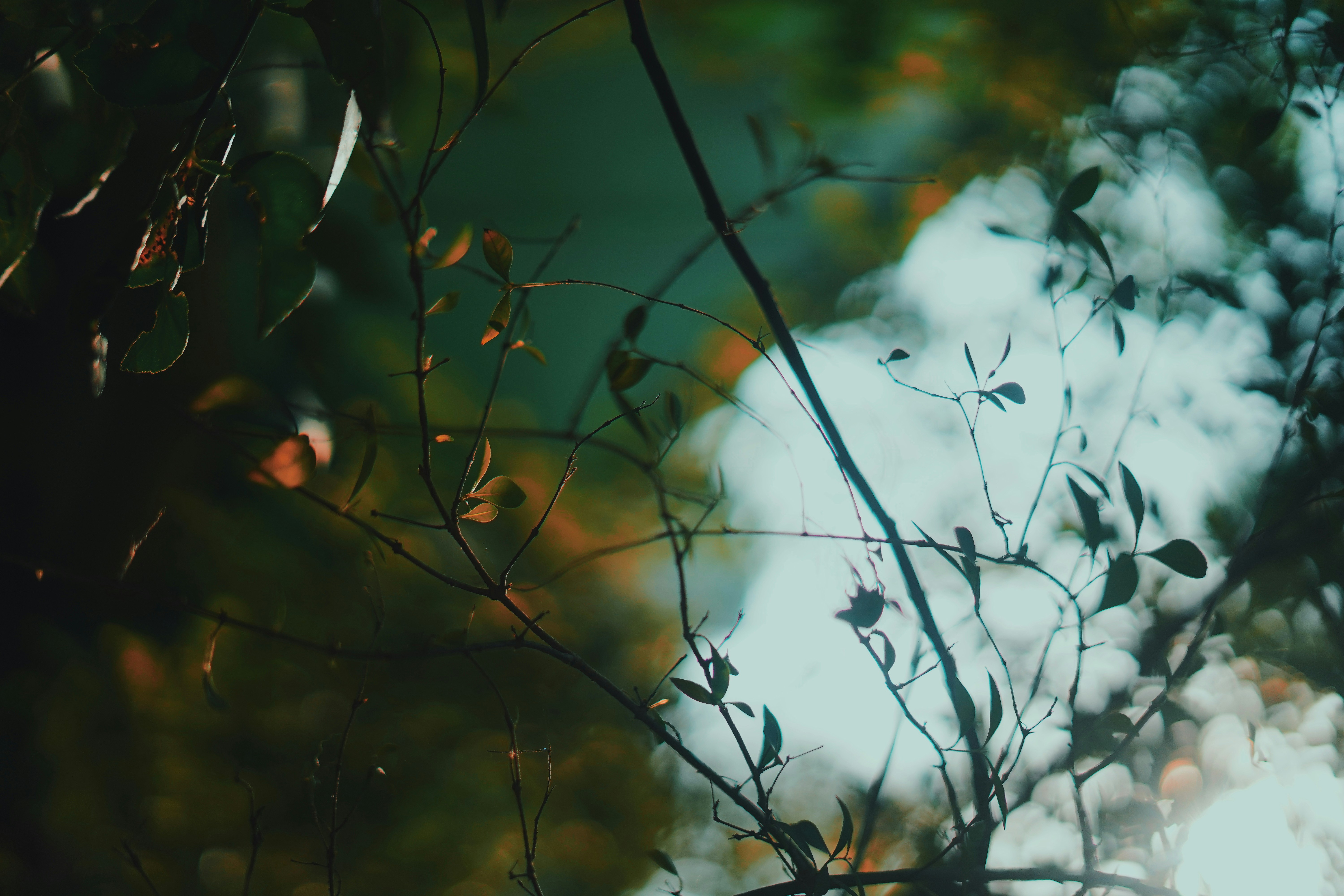 Photo by monishaselv