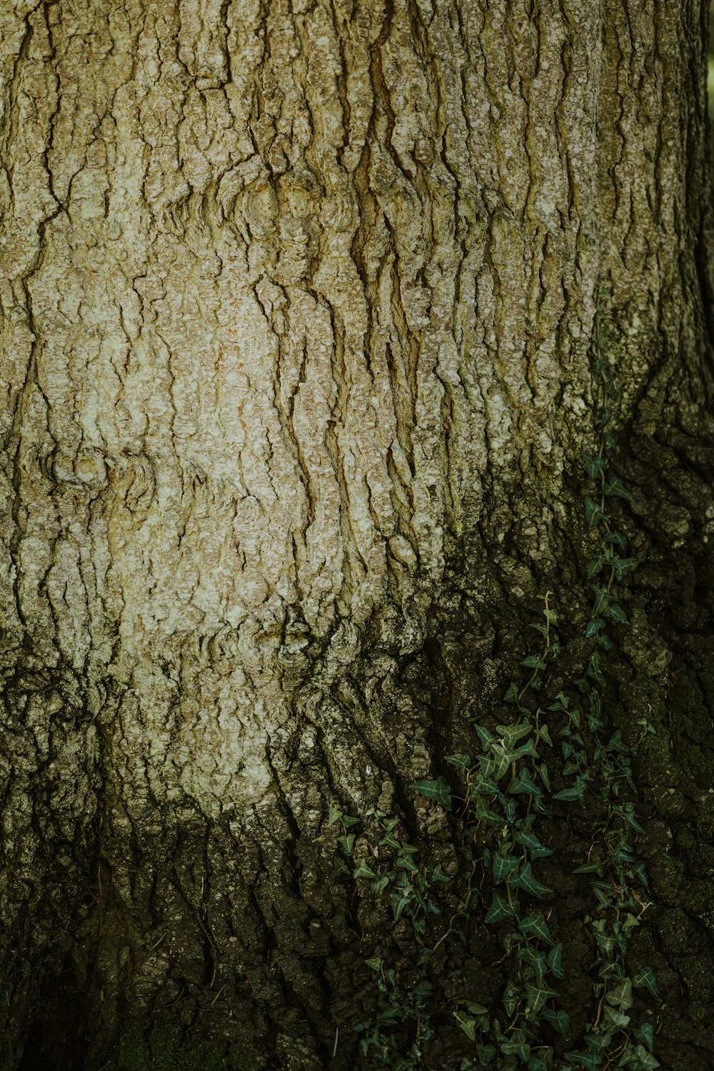 a teddy bear sitting on a bench in front of a tree