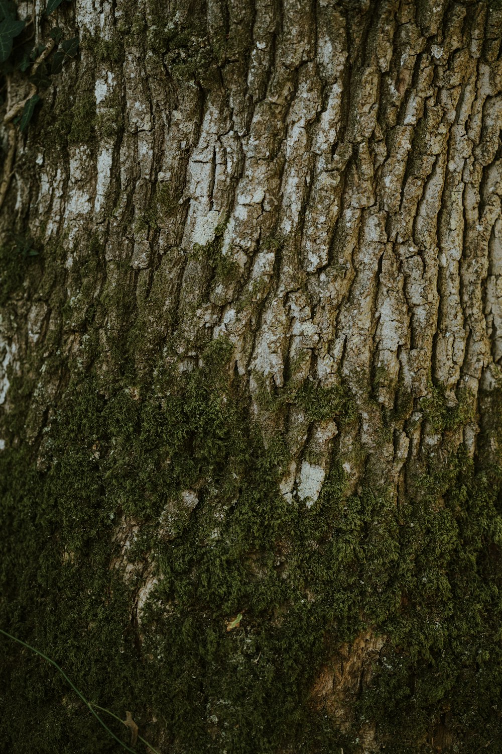 a close up of the bark of a tree