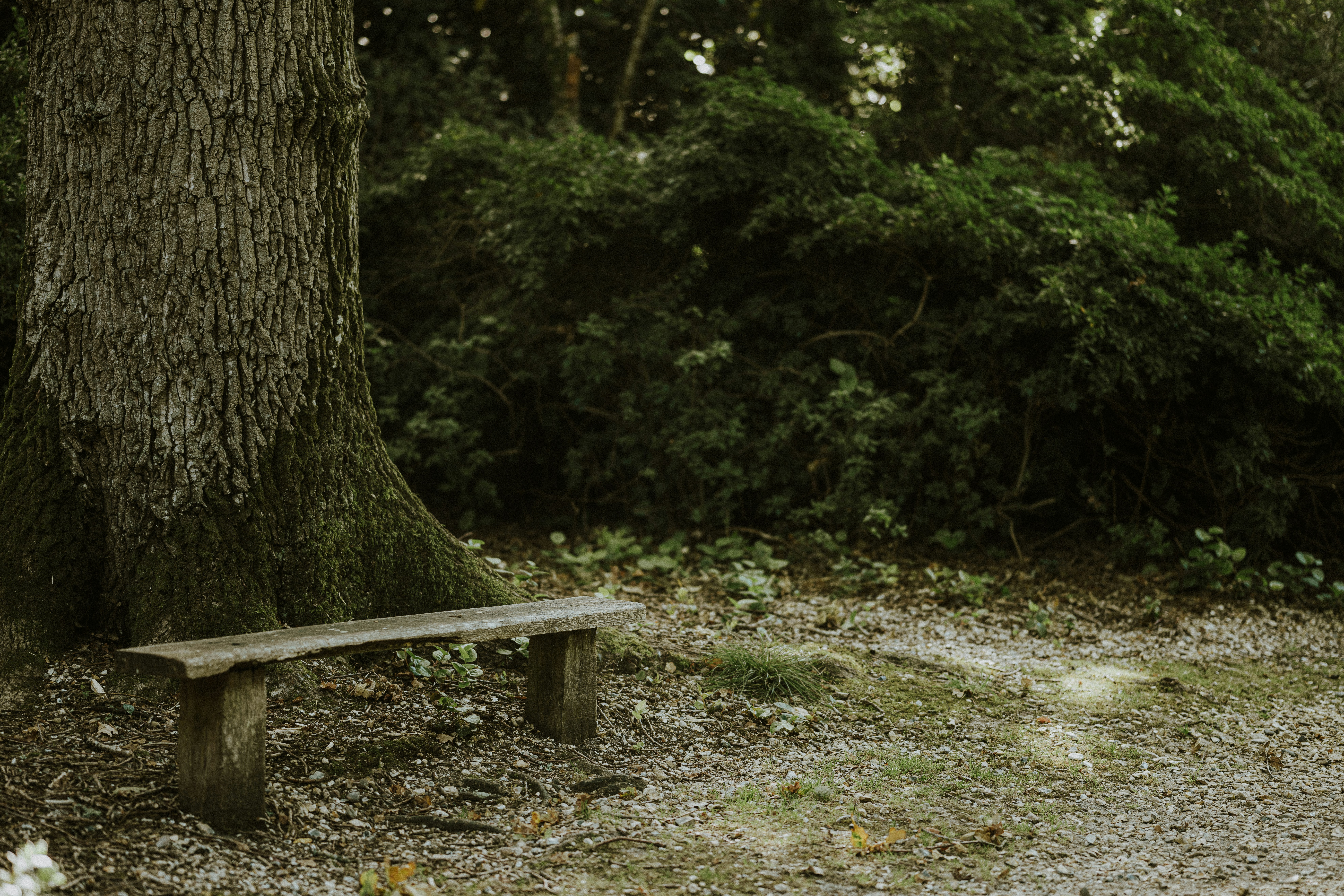 un banc en bois assis à côté d’un arbre