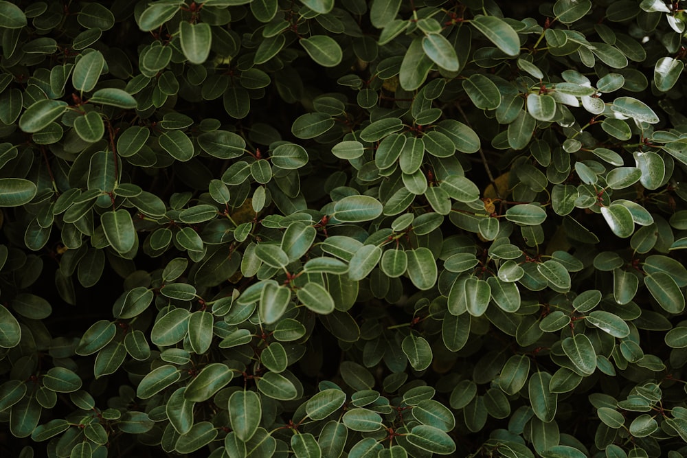 a close up of a bush with green leaves