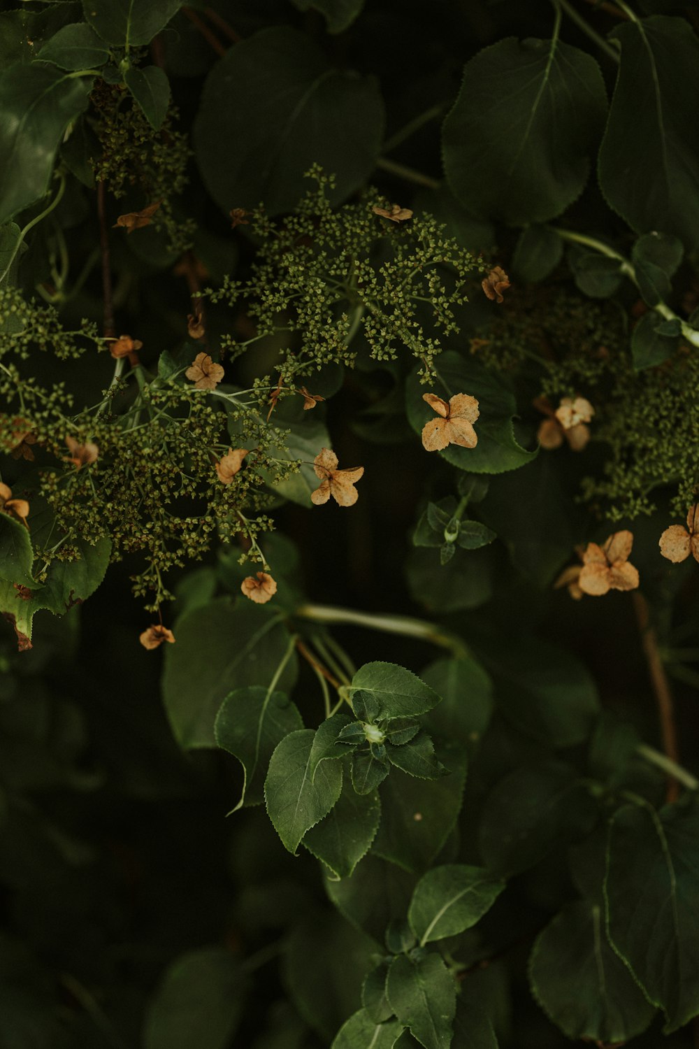 a close up of a plant with small flowers