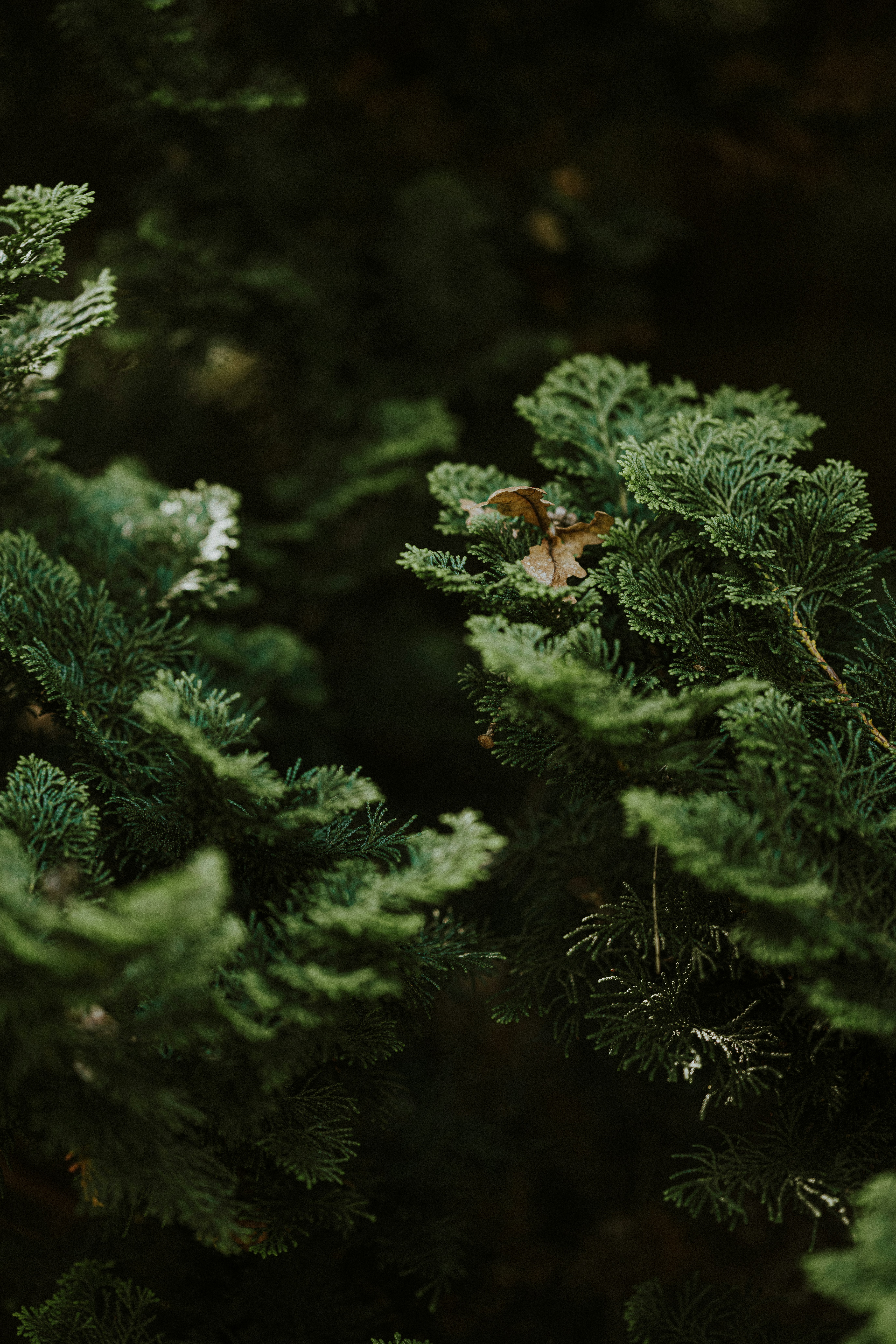 Photo by anniespratt