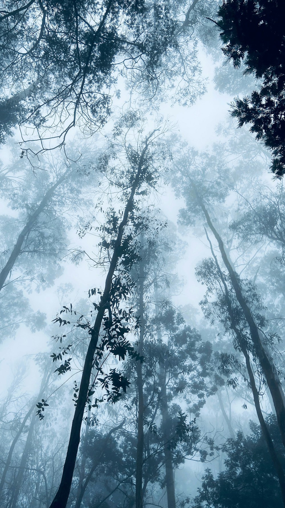 uma floresta cheia de muitas árvores altas