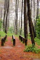 A serene forest scene with tall, slender trees extending upwards, creating a canopy and allowing dappled sunlight to filter through. The forest floor is covered with a rich layer of fallen pine needles, and wooden benches are positioned along a pathway, inviting visitors to sit and enjoy the natural surroundings.