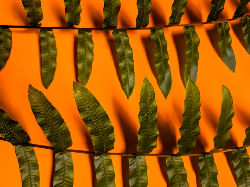 a close up of a green leaf on a yellow background