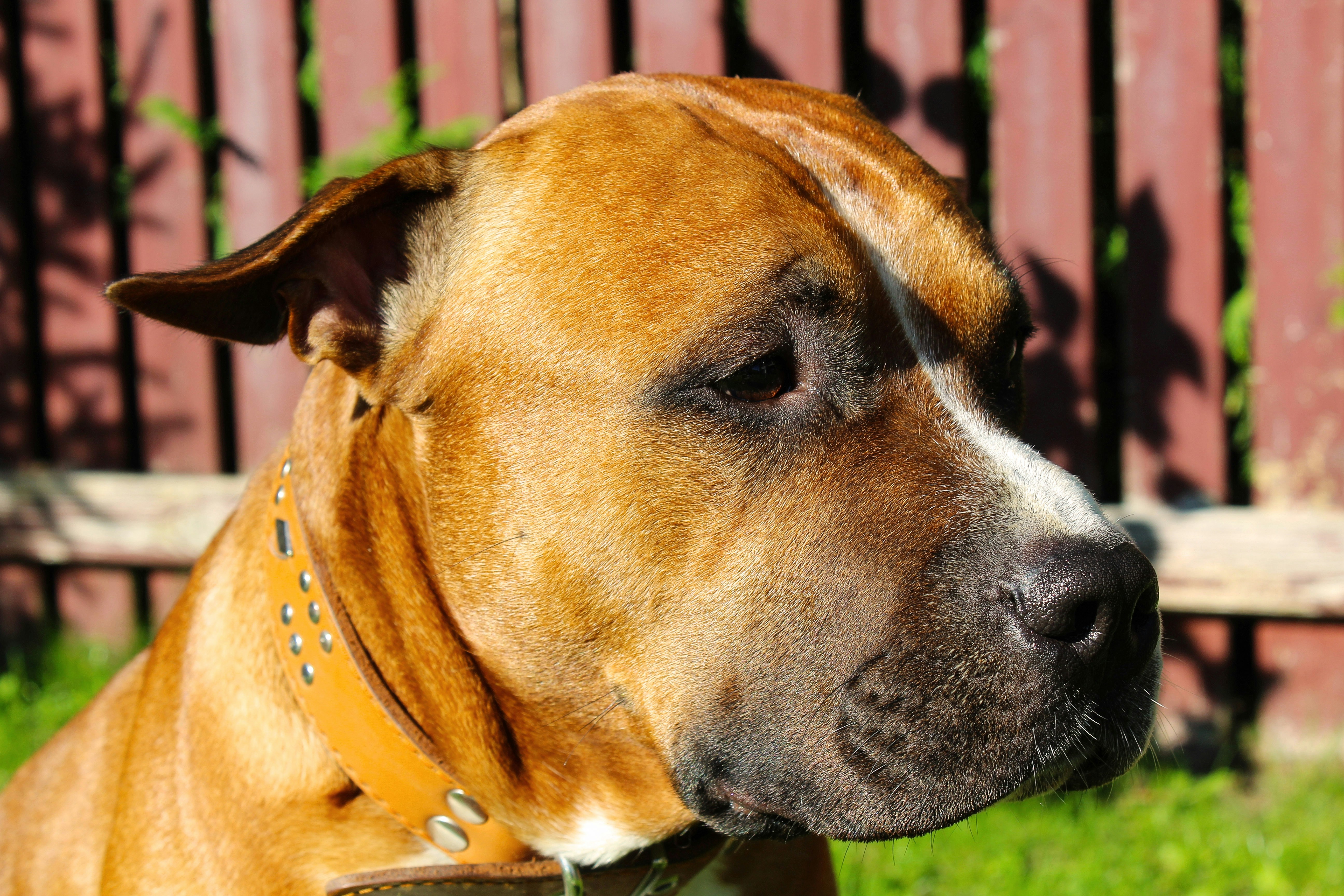 a large brown dog standing on top of a lush green field