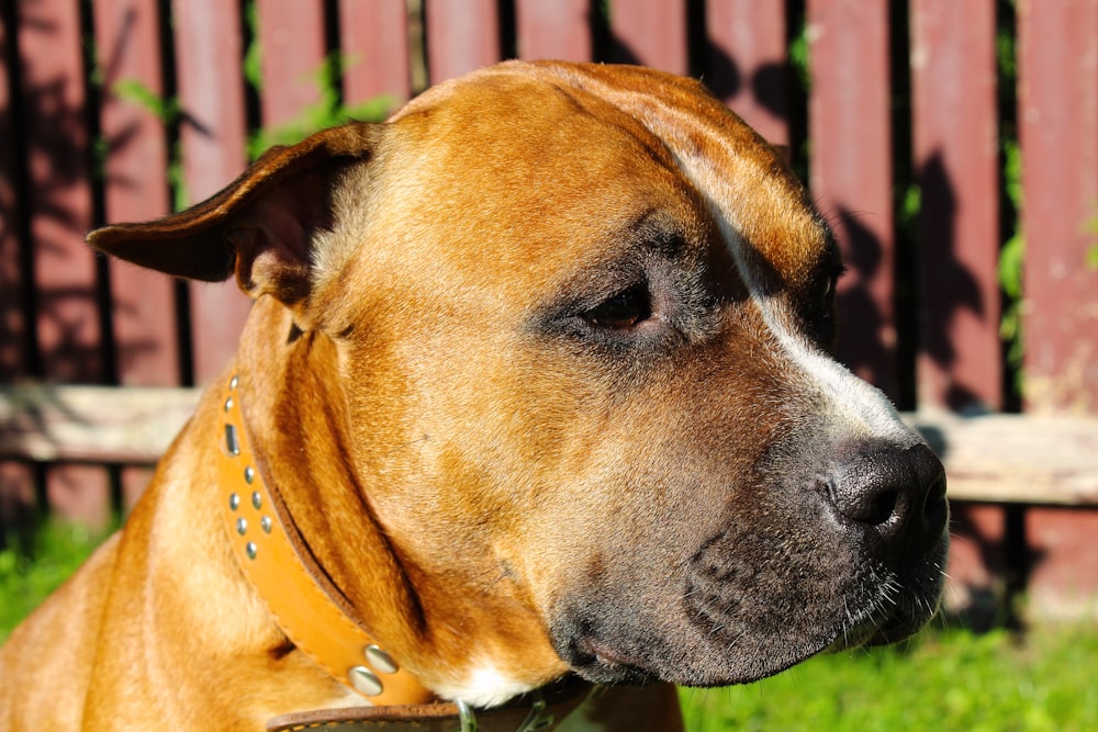 a large brown dog standing on top of a lush green field