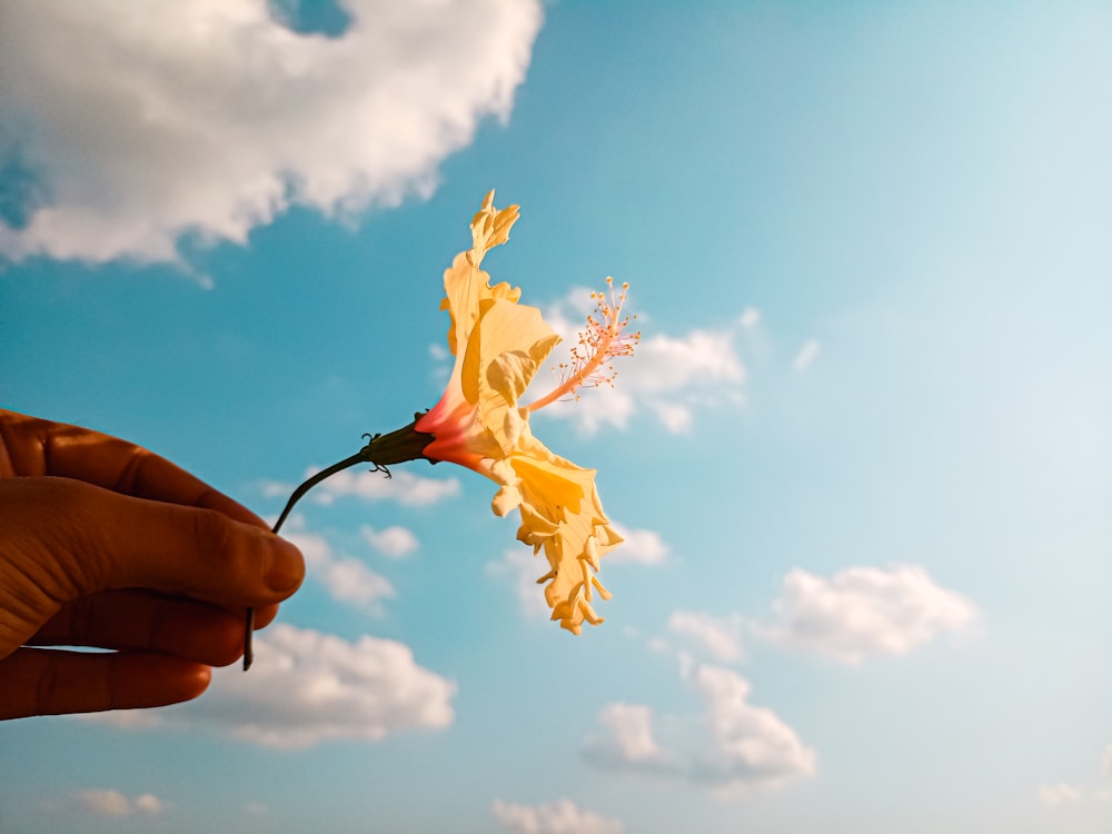 a person holding a flower in front of a blue sky