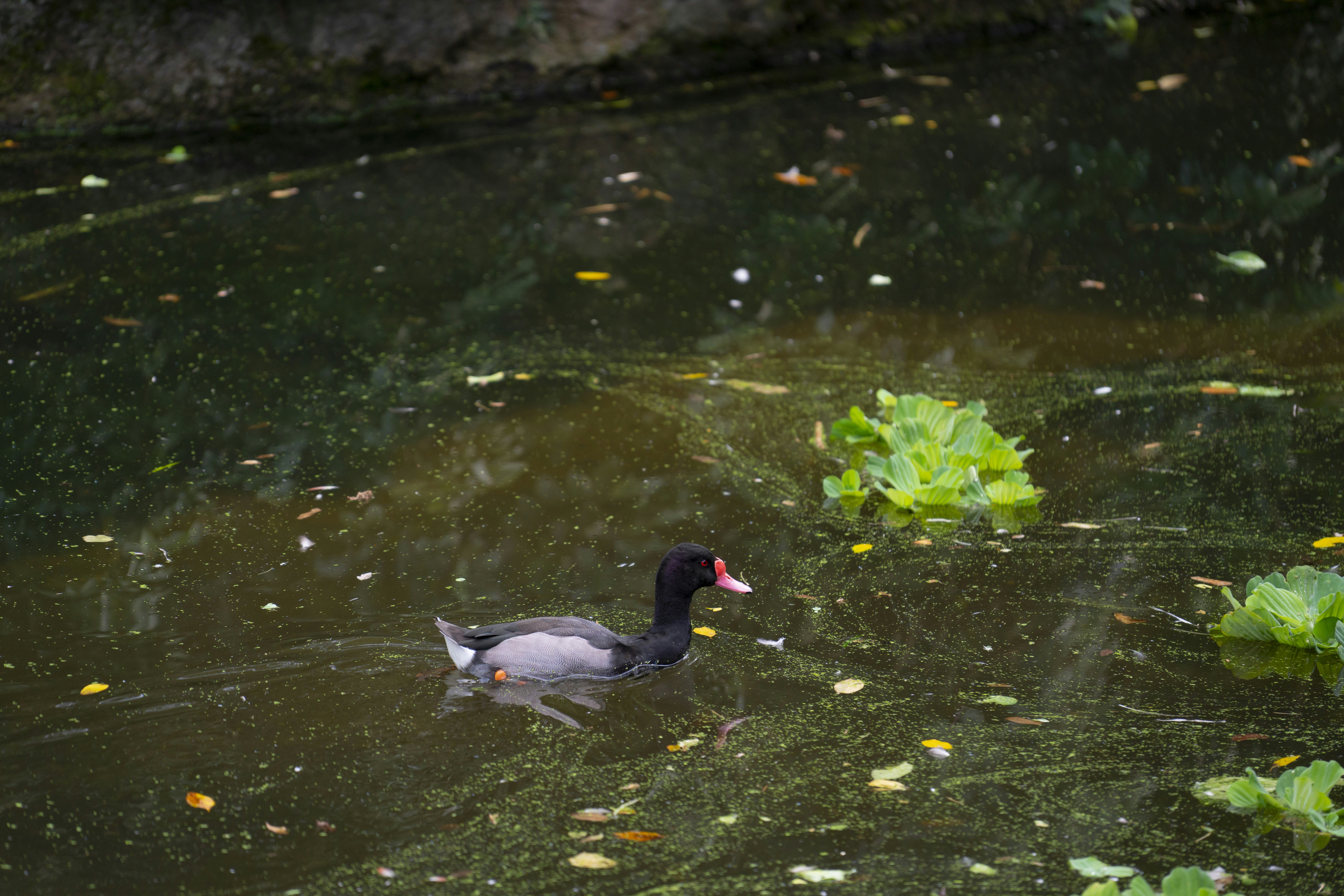 Photo by opohmelka