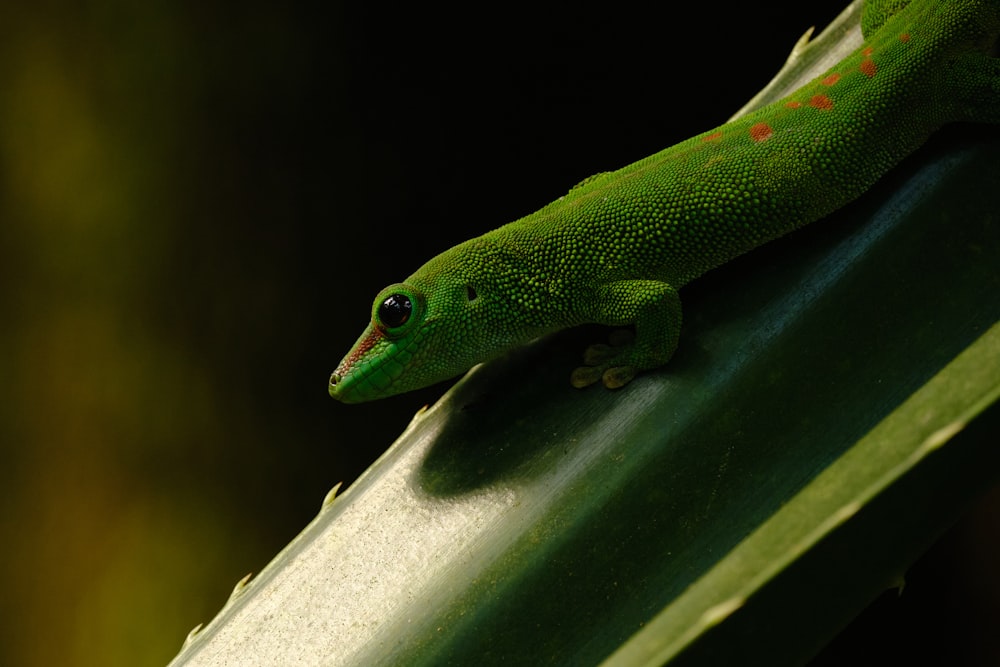 a green lizard sitting on top of a green leaf