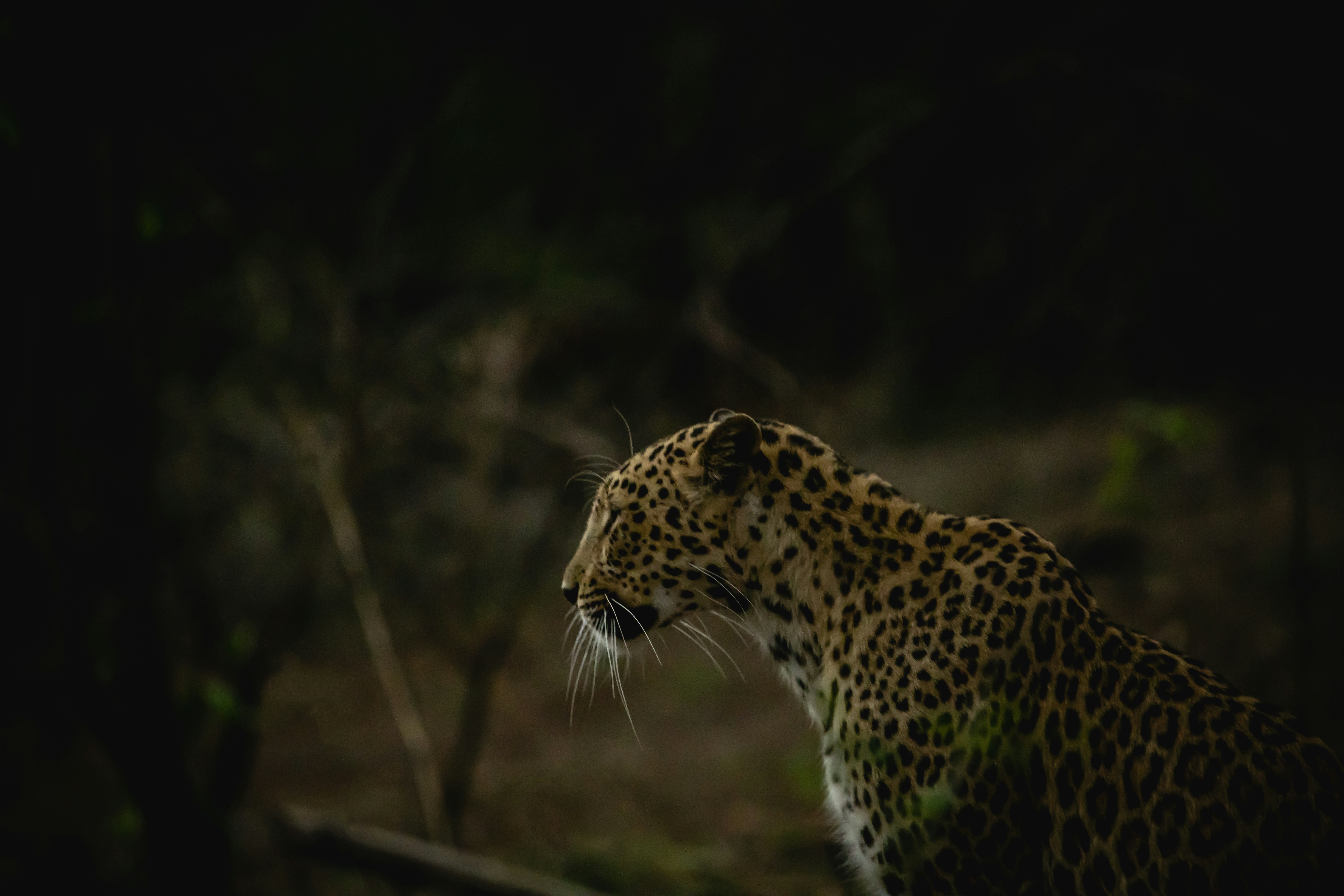 a close up of a leopard in the dark