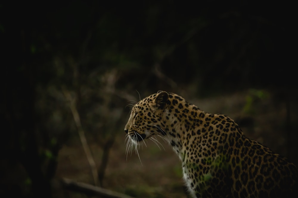 a close up of a leopard in the dark