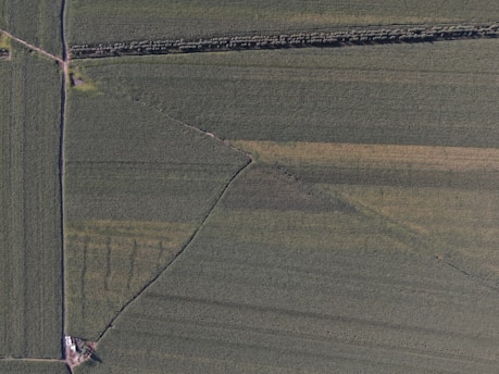 An aerial view of expansive farmland with rectangular fields separated by narrow paths and a line of trees. The land is primarily green, indicating crops at some stage of growth, with variations in shading suggesting different crop types or planting stages.