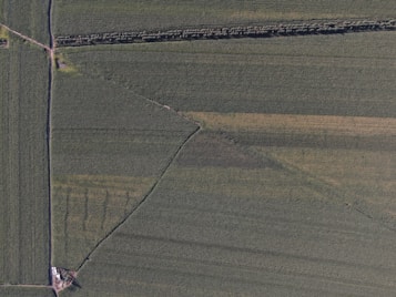 An aerial view of expansive farmland with rectangular fields separated by narrow paths and a line of trees. The land is primarily green, indicating crops at some stage of growth, with variations in shading suggesting different crop types or planting stages.