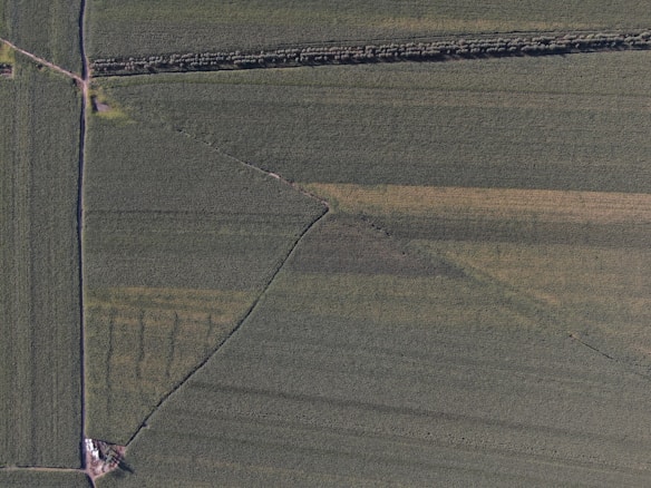 An aerial view of expansive farmland with rectangular fields separated by narrow paths and a line of trees. The land is primarily green, indicating crops at some stage of growth, with variations in shading suggesting different crop types or planting stages.