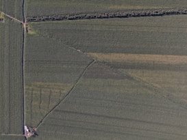 An aerial view of expansive farmland with rectangular fields separated by narrow paths and a line of trees. The land is primarily green, indicating crops at some stage of growth, with variations in shading suggesting different crop types or planting stages.