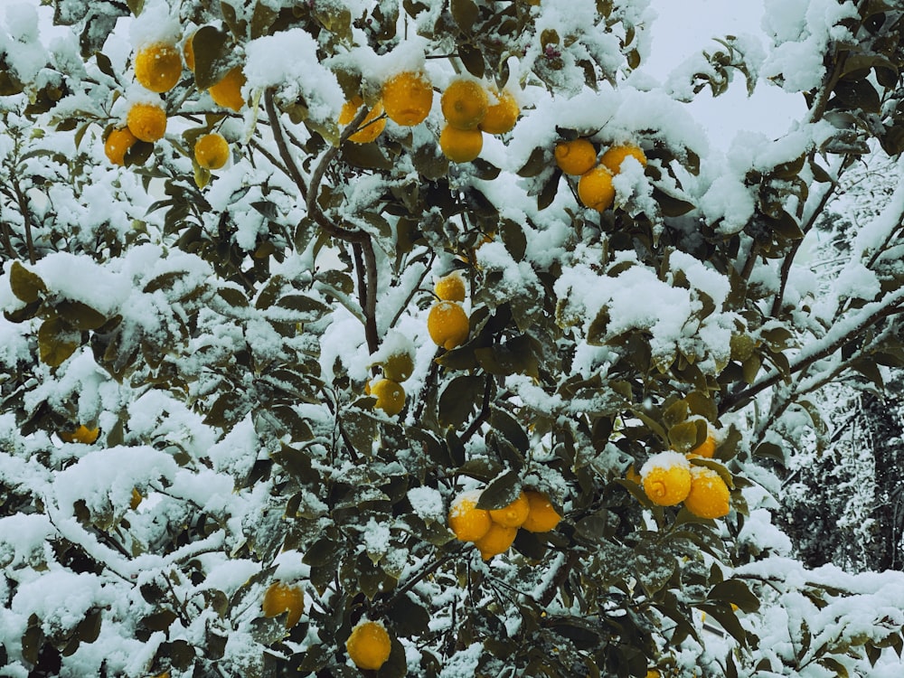 a tree covered in snow with lots of oranges