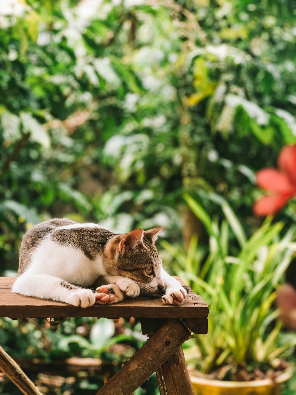 a cat laying on top of a wooden table