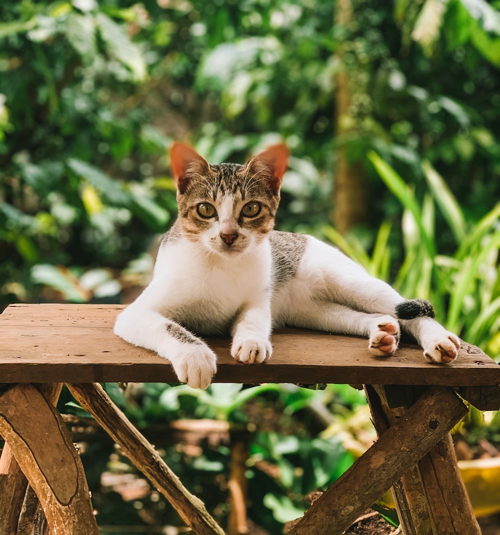 a cat laying on top of a wooden bench