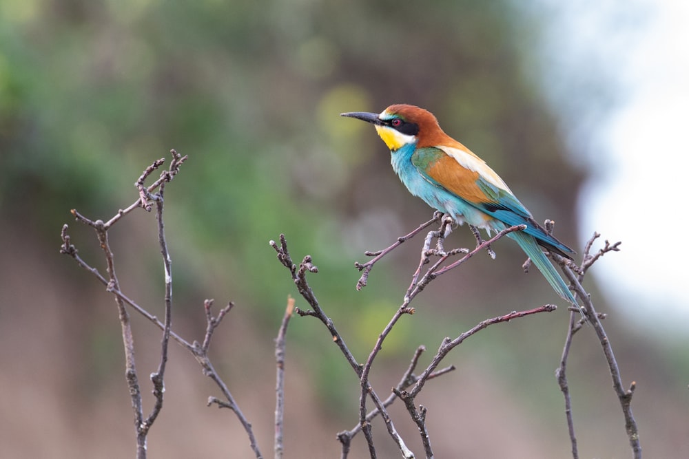 Un oiseau coloré assis au sommet d’une branche d’arbre