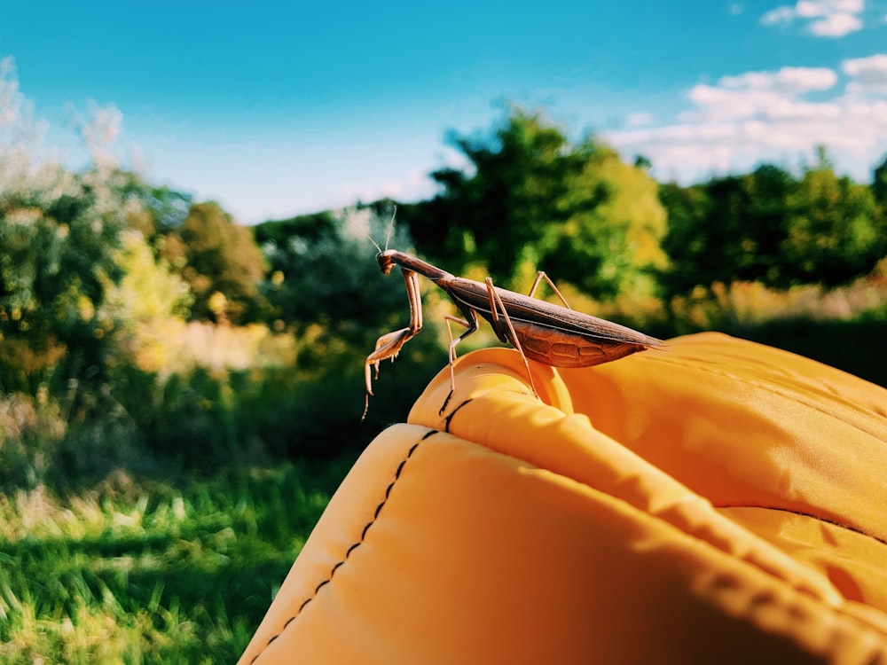 a praying mantissa sitting on a yellow pillow