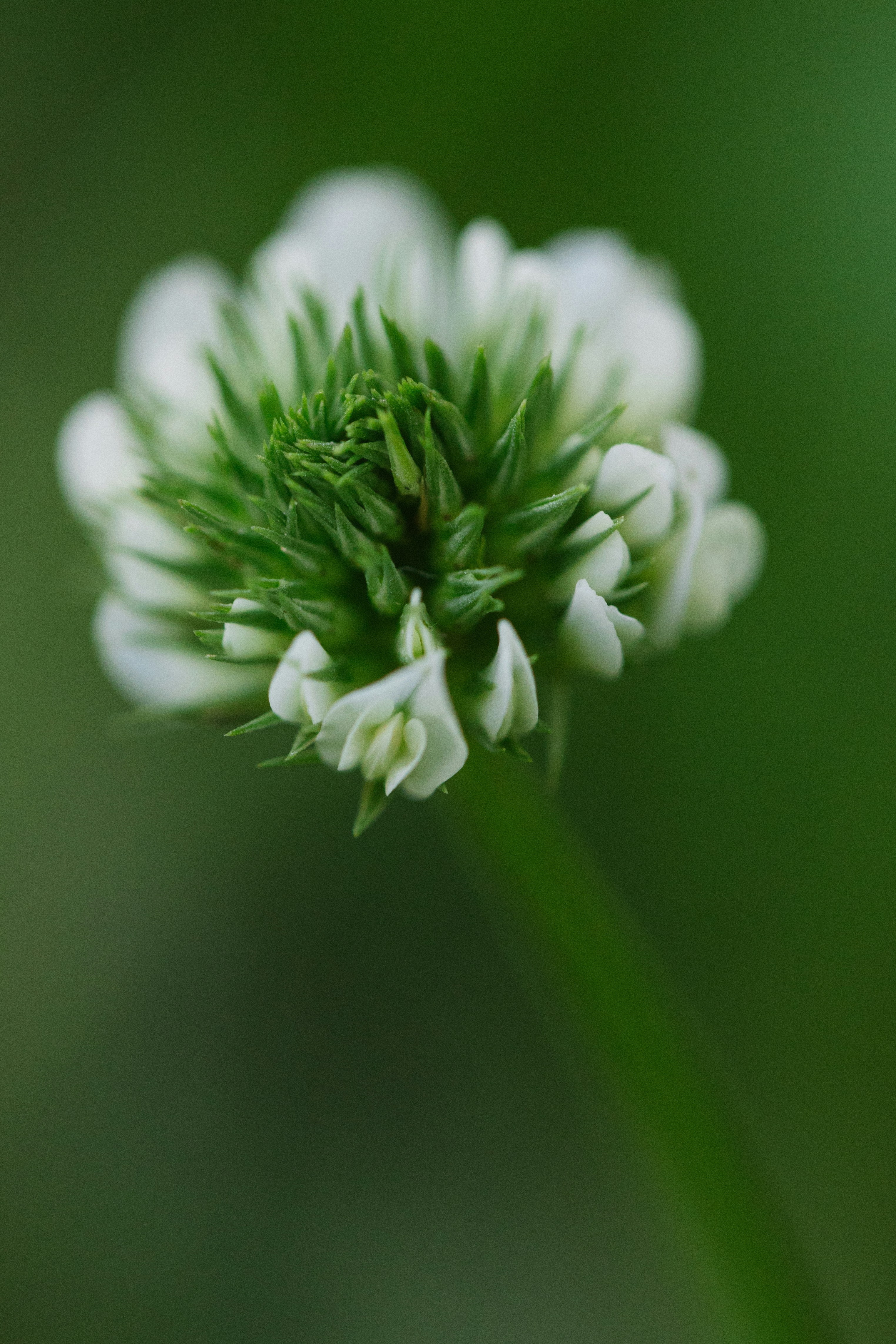 A close-up of a flower with dew drops.