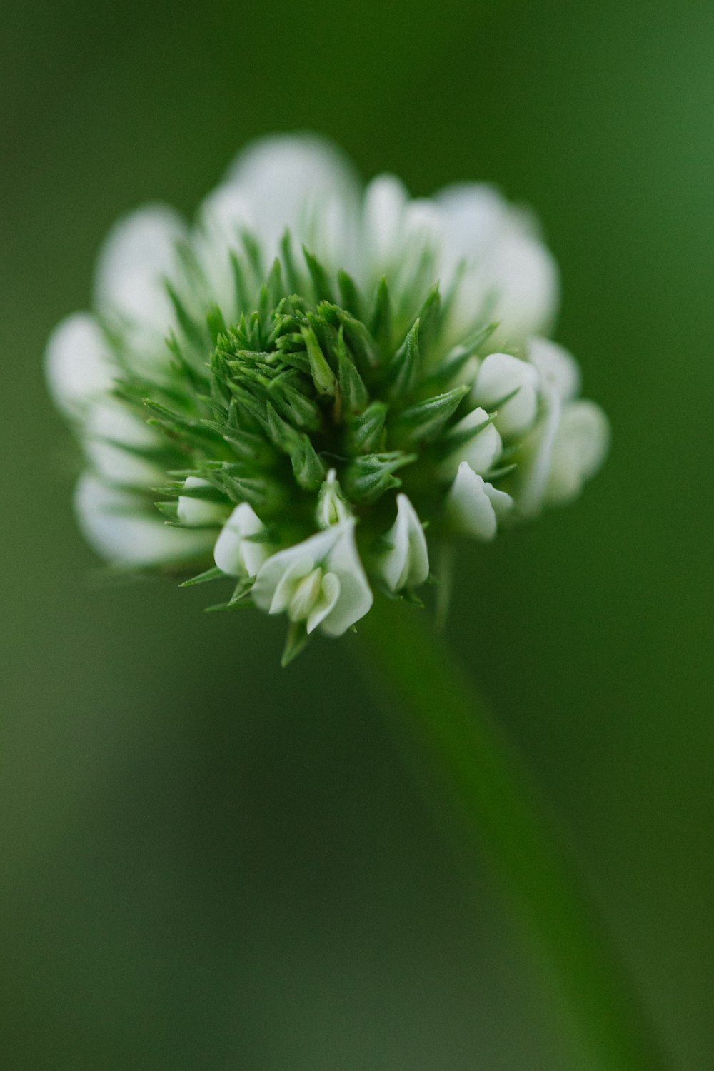 a close up of a green and white flower