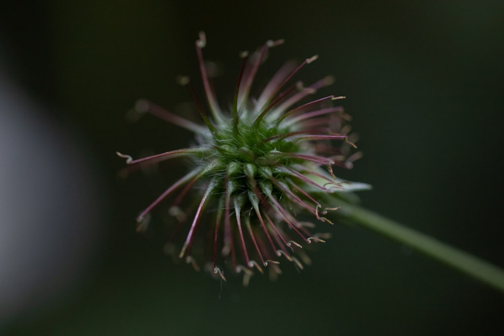 a close up of a flower with a blurry background