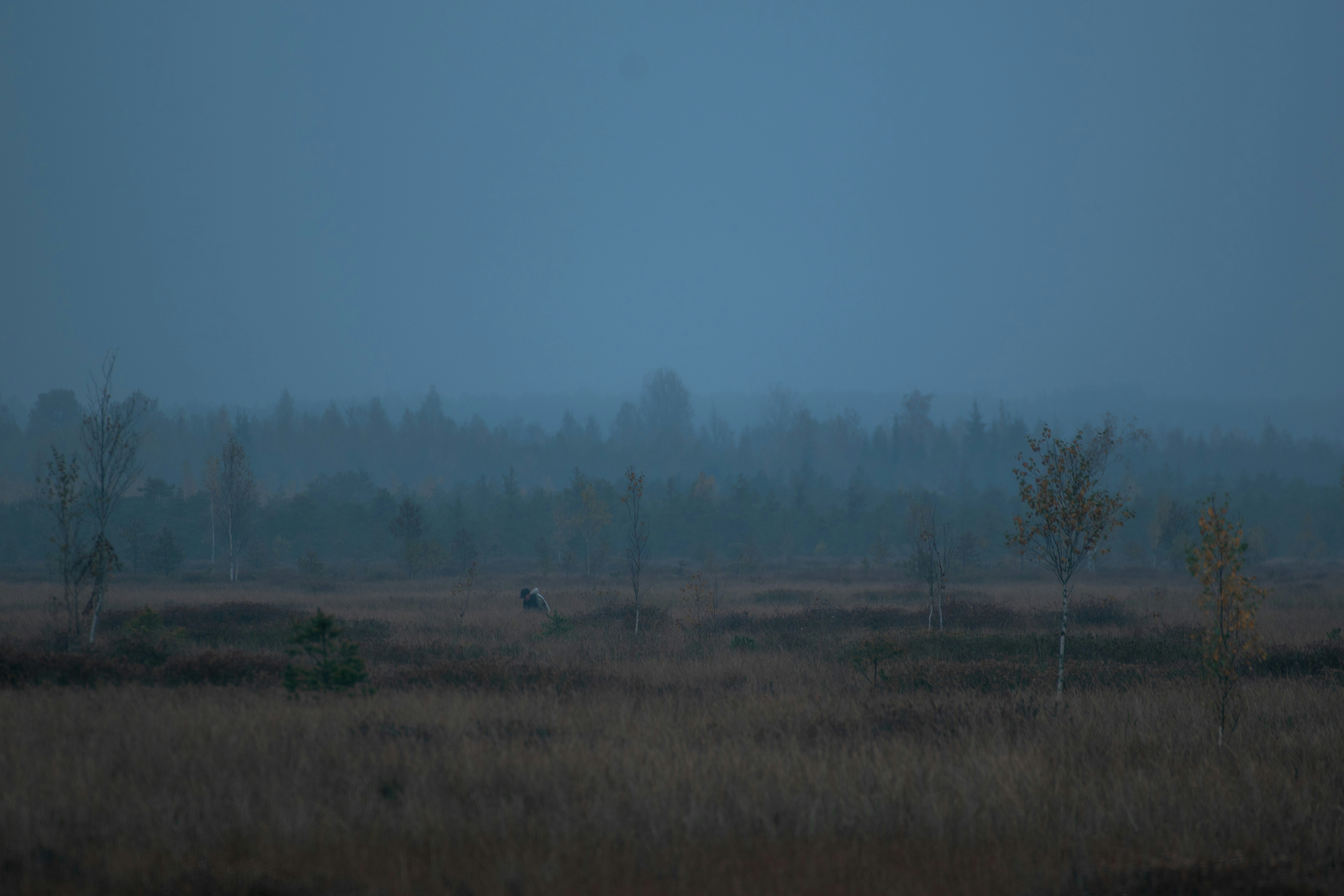 Kraniche im Morgennebel eines deutschen Moores