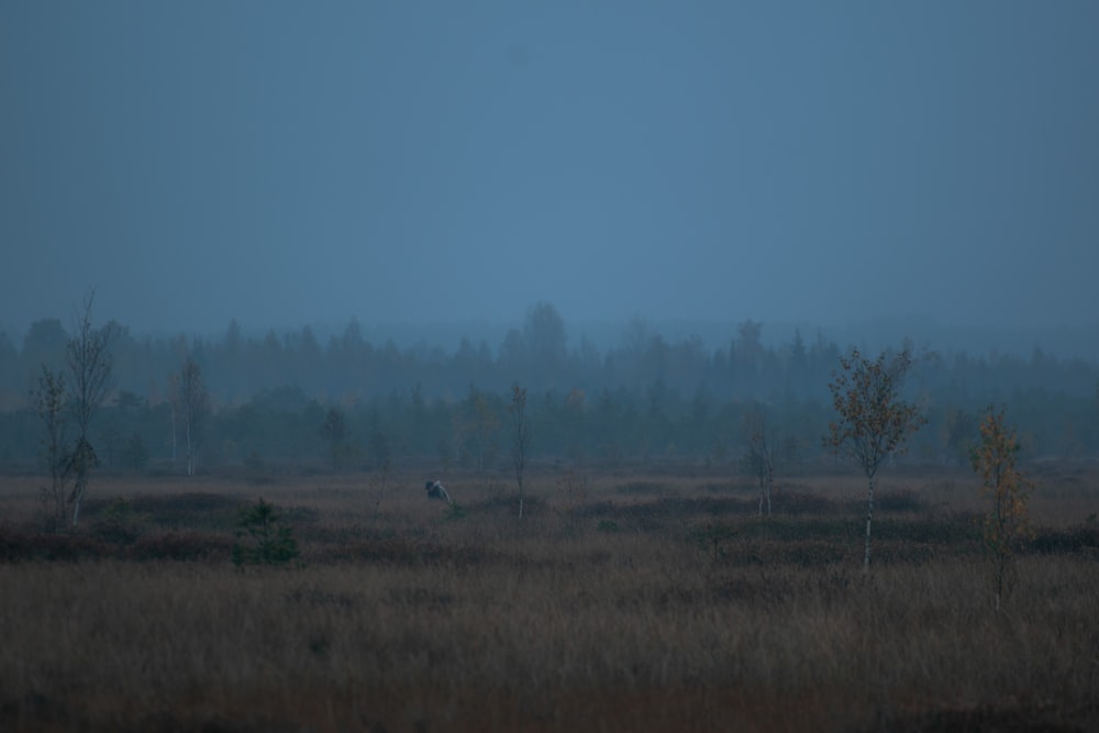 Un campo nebbioso con alberi in lontananza