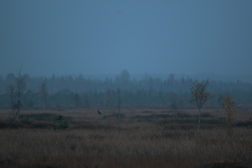 a foggy field with trees in the distance