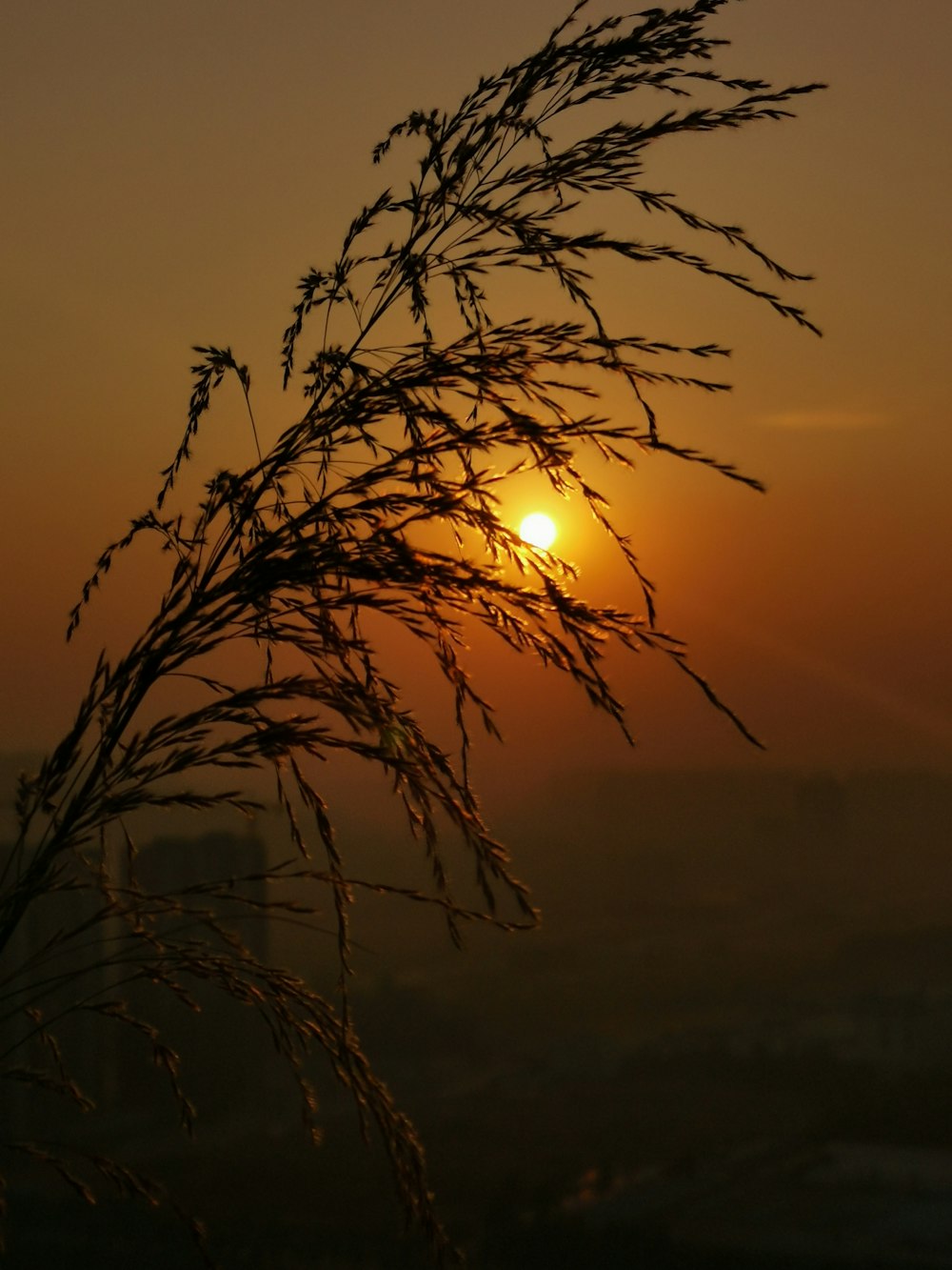 the sun is setting behind a tall plant