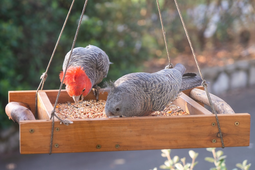 a couple of birds that are on a feeder