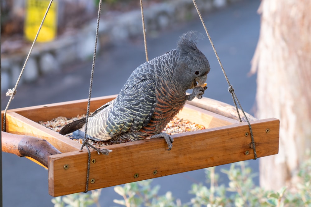 a bird that is sitting on a bird feeder