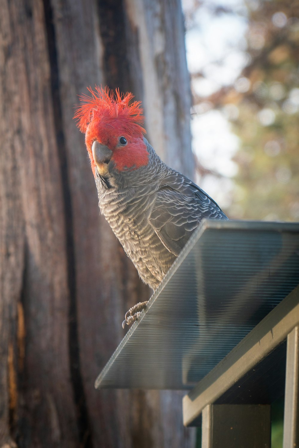 a bird with red hair sitting on top of a bird feeder