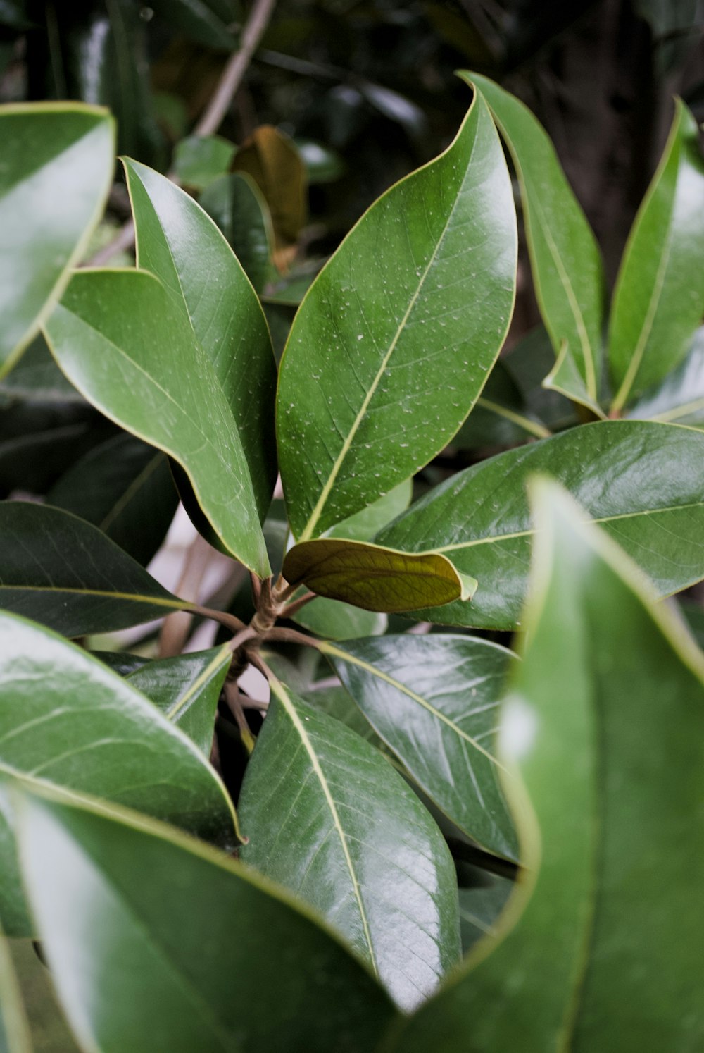 a close up of a green leafy plant