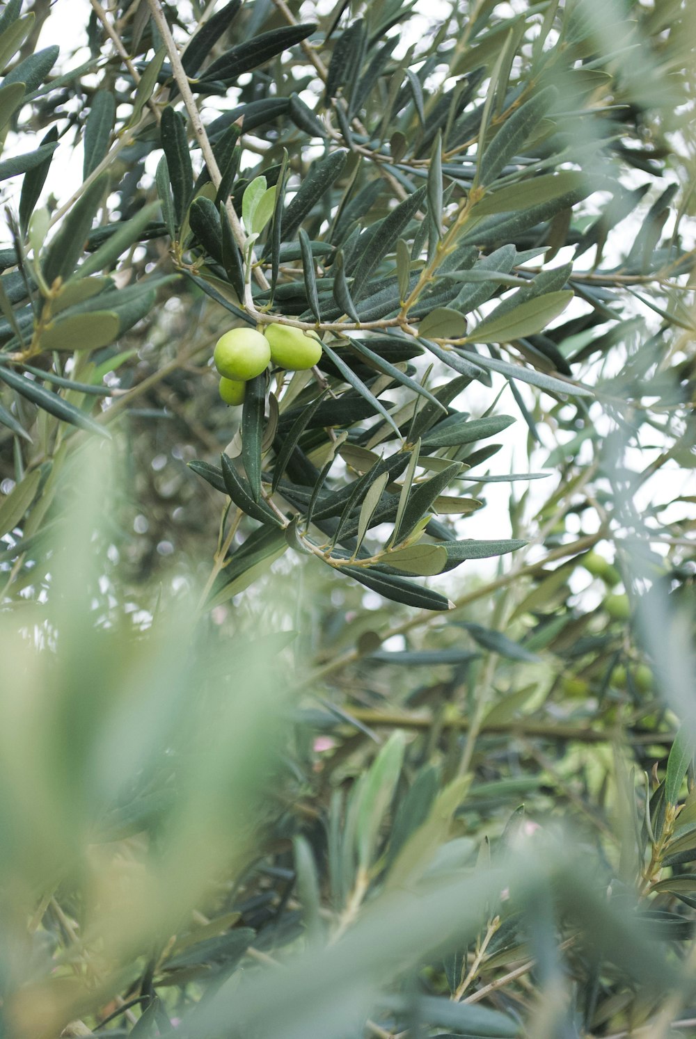 an olive tree with green olives growing on it