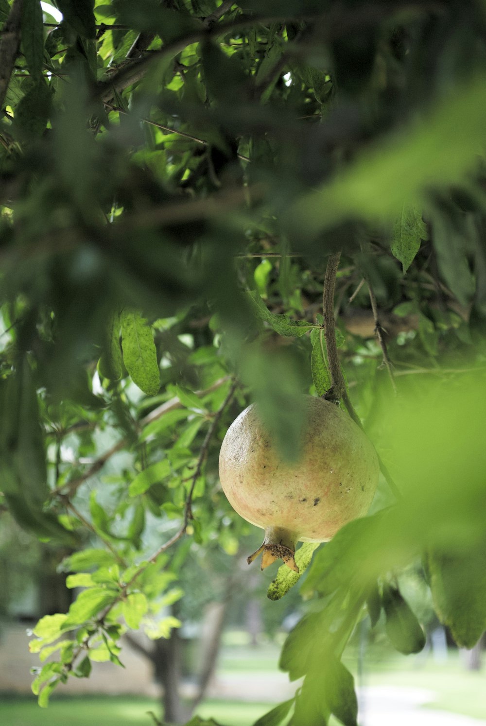 a fruit hanging from a tree in a park