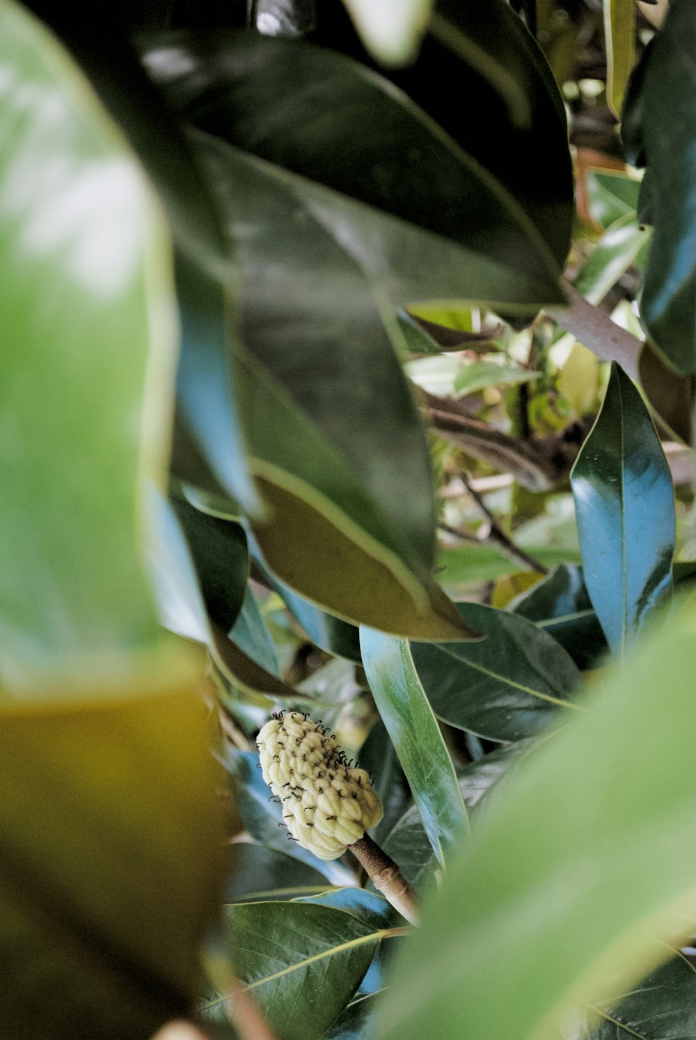 a close up of a plant with leaves