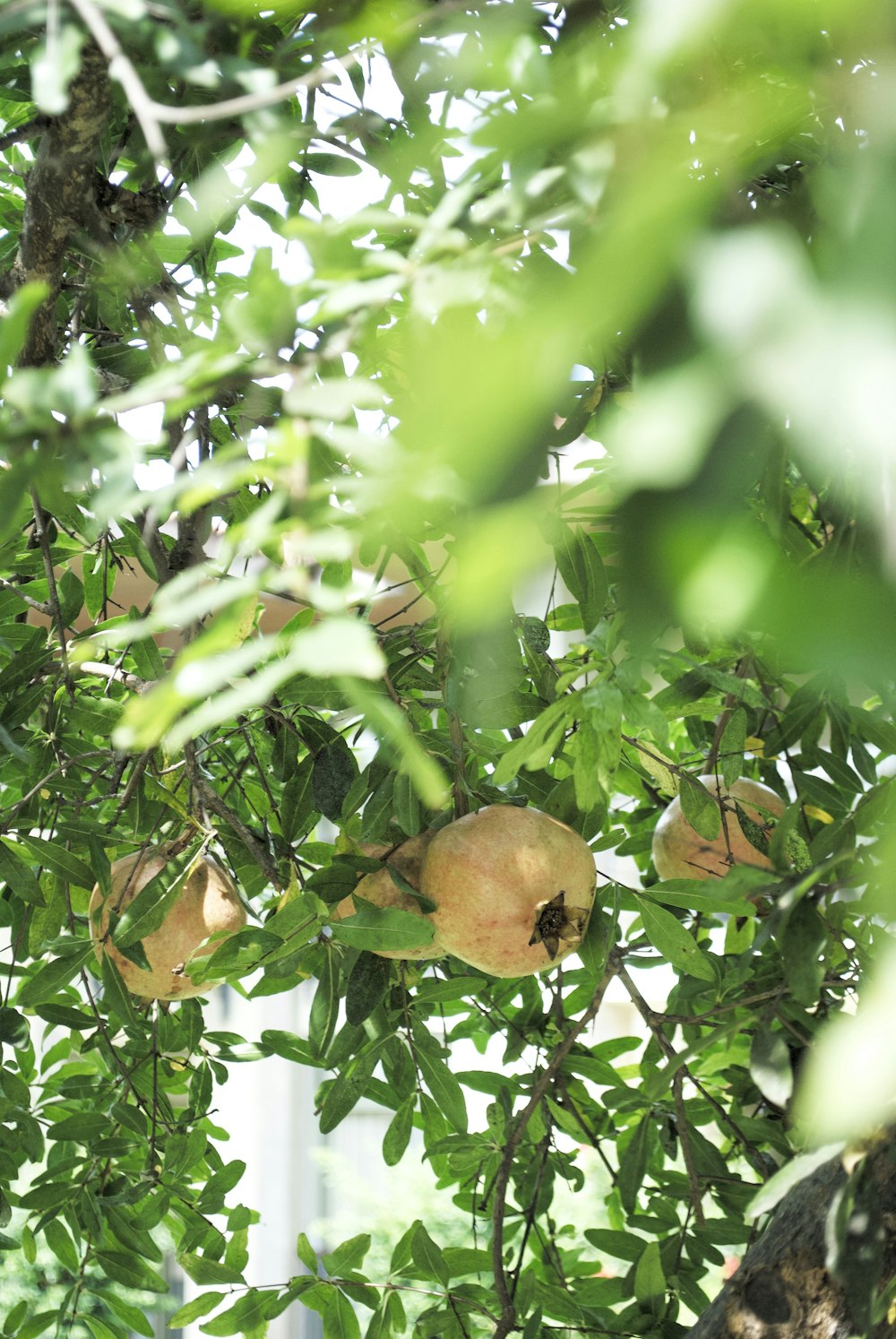 a bunch of fruit hanging from a tree