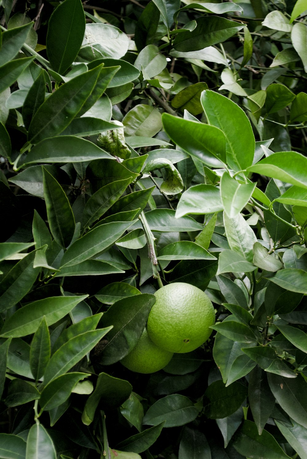 a close up of a green fruit on a tree