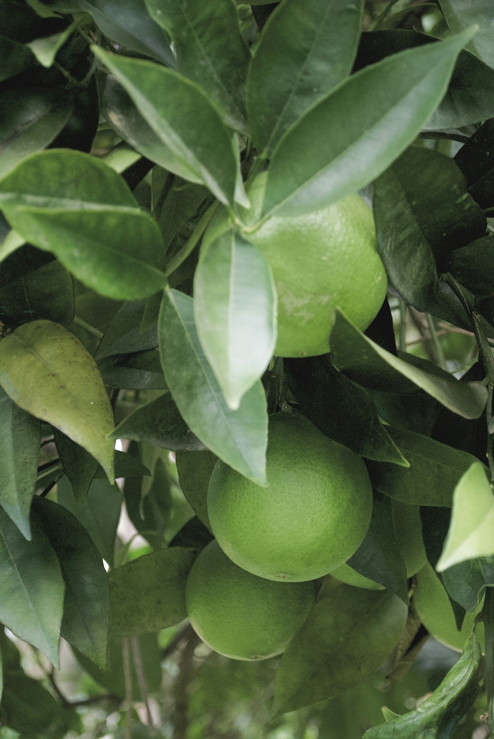 a tree filled with lots of green fruit