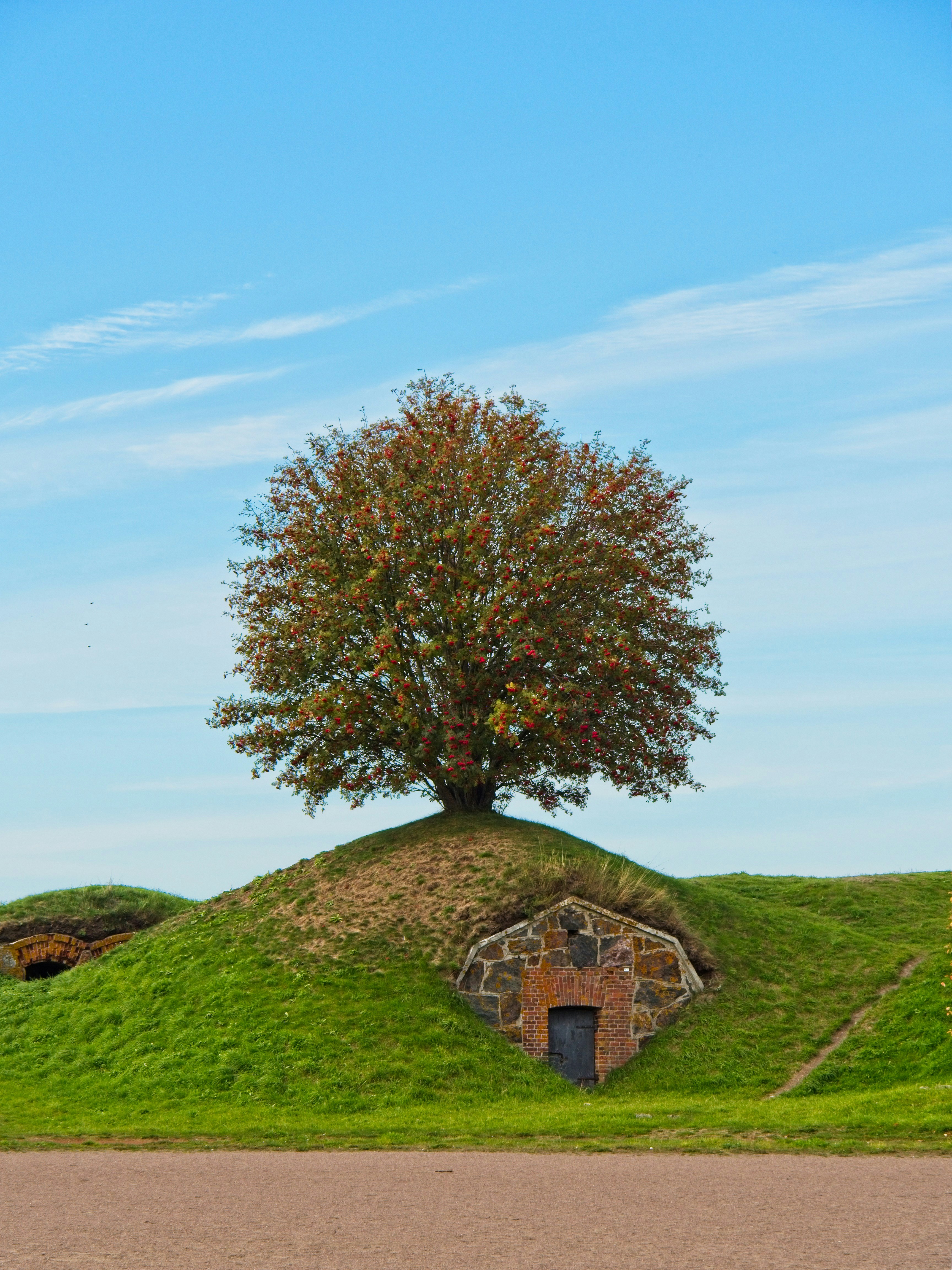 A large tree sitting on top of a lush green hillside photo – Free ...