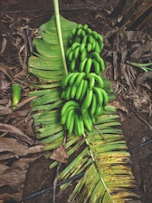 A bunch of unripe green bananas rests on a large, green banana leaf lying on the ground. The surrounding area has dry, brown leaves and a dirt floor, giving a natural and earthy look.